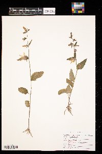 Campanula rapunculoides image