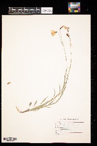 Campanula rotundifolia image