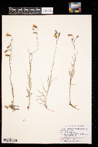 Campanula rotundifolia image