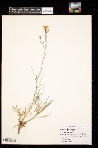 Campanula rotundifolia image