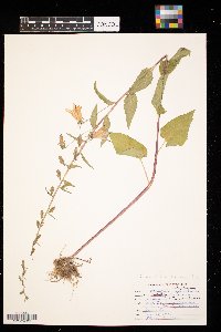 Campanulastrum americanum image