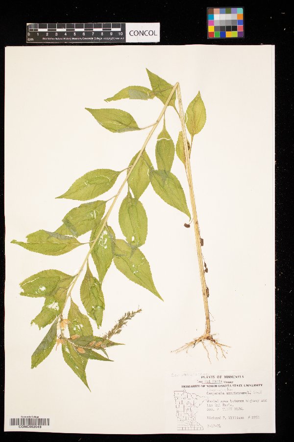 Campanulastrum americanum image