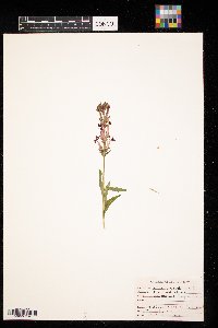 Lobelia cardinalis image