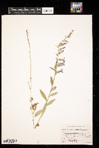 Lobelia siphilitica image