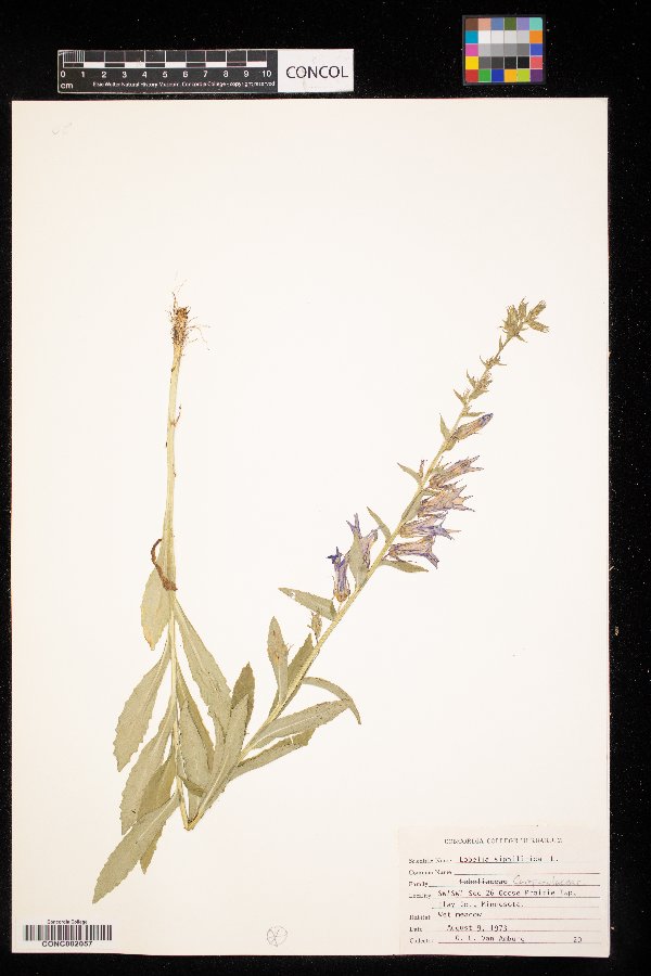 Lobelia siphilitica image