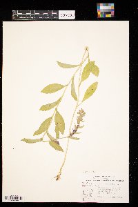 Lobelia siphilitica image