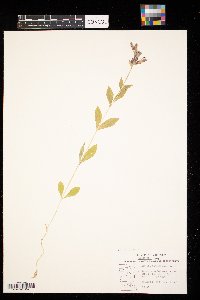 Lobelia siphilitica image