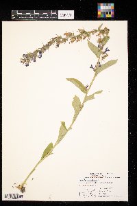 Lobelia siphilitica image