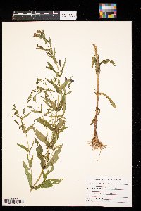 Lobelia siphilitica image