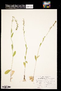 Lobelia spicata image