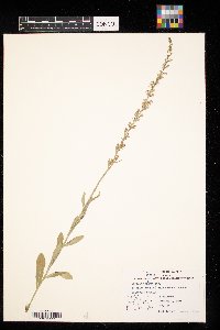 Lobelia spicata image