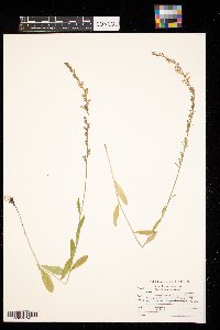 Lobelia spicata image