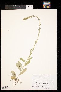 Lobelia spicata image