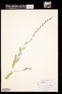 Lobelia spicata image