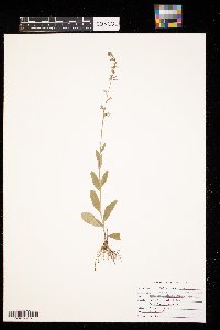 Lobelia spicata image