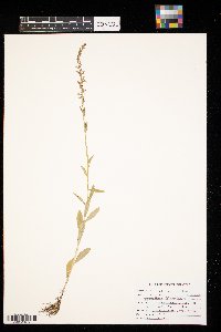 Lobelia spicata image