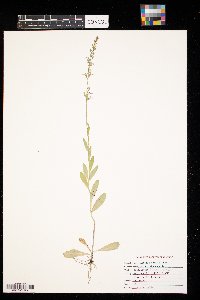 Lobelia spicata image