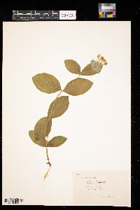 Lonicera dioica image