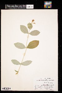 Lonicera dioica image