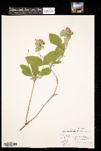 Lonicera dioica image