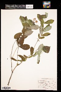 Lonicera dioica image