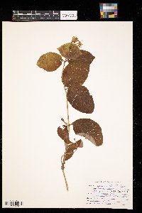 Lonicera hirsuta image