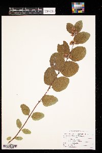 Lonicera japonica image