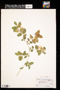 Lonicera tatarica image