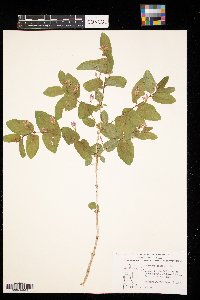 Lonicera tatarica image