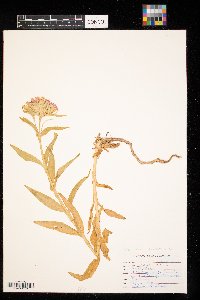 Dianthus barbatus image