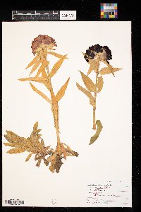 Dianthus barbatus image