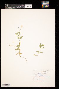 Moehringia lateriflora image