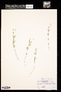 Moehringia lateriflora image