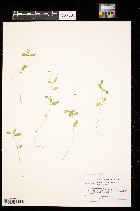 Moehringia lateriflora image