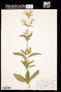 Saponaria officinalis image