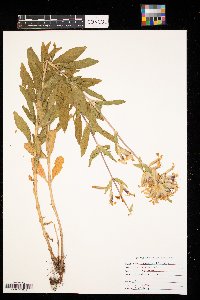 Saponaria officinalis image