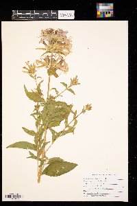 Saponaria officinalis image