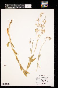 Silene dichotoma image