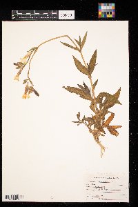 Silene latifolia image