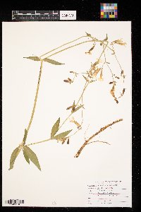 Silene latifolia image