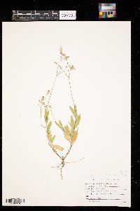 Silene vulgaris image