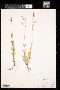 Silene vulgaris image