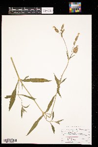 Silene vulgaris image