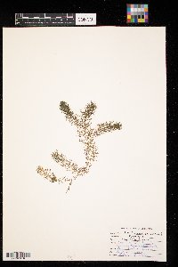 Ceratophyllum demersum image