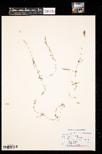 Ceratophyllum demersum image