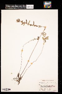 Crocanthemum bicknellii image