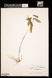 Uvularia grandiflora image