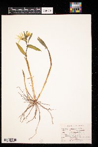 Uvularia grandiflora image