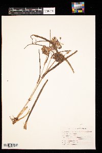 Tradescantia occidentalis image