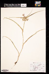 Tradescantia occidentalis image